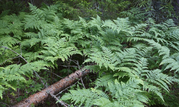 Энергетические вампиры: срочно выбросьте эти 3 растения из дома